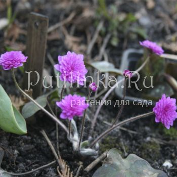 Печеночница благородная  Rosea Plena (Hepatica nobilis f. Rosea Plena)